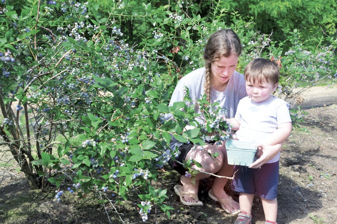 Lowell farm savoring sweet success of selfpick harvest News, Sports